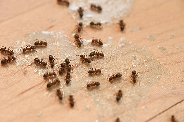Best Residential Pest Control  in Russell, PA
