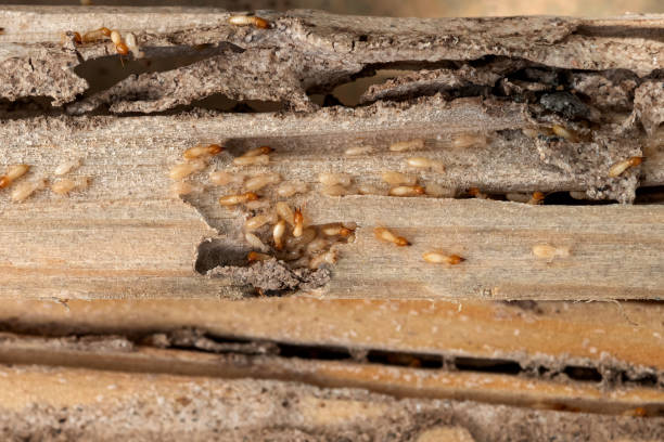 Best Pest Control for Homes  in Russell, PA